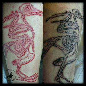 Scarification mit Inkrubbing Taube