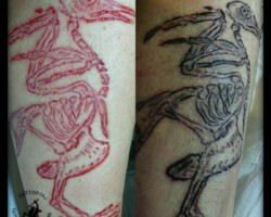 Scarification mit Inkrubbing Taube